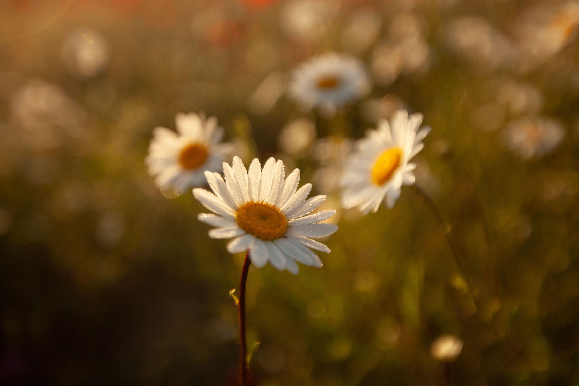 White daisies with yellow centers in a field, lit by soft sunlight.