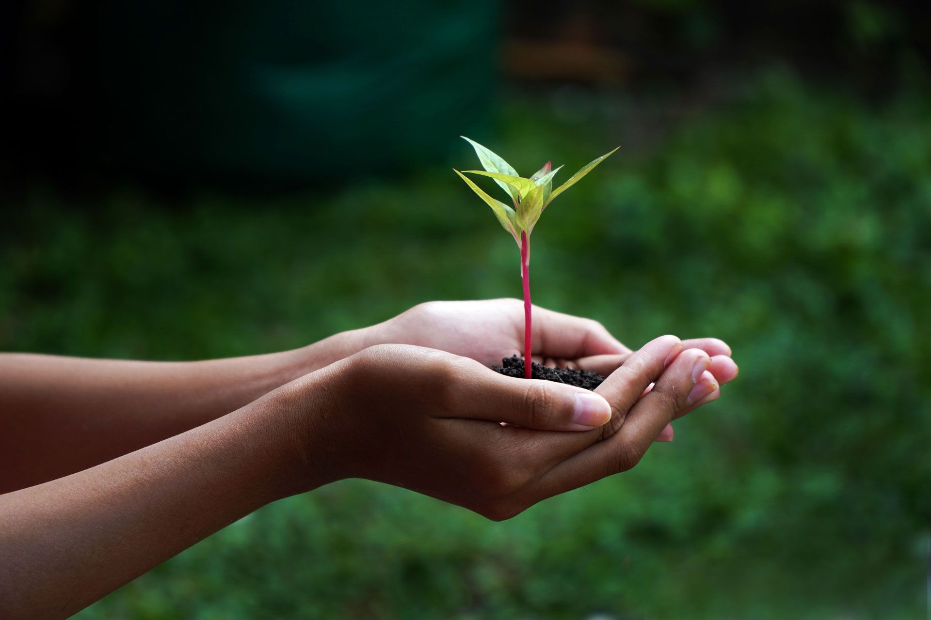 Hands cupping soil and a young plant with red stem and green leaves, against a blurred green background.