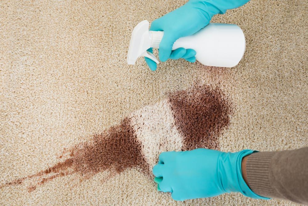 A Person Is Cleaning A Carpet With A Spray Bottle — Mr Steam Clean Tweed Coast In Kingscliff, NSW
