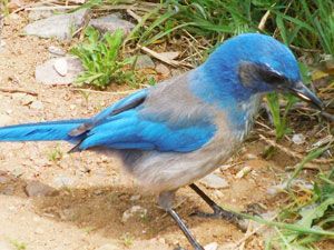 Blue bird standing on sandy ground with grass, showing bright blue wings and tail