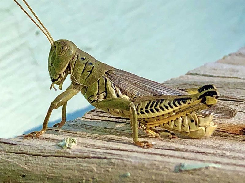 Green grasshopper on a wooden surface with a smaller striped insect beside it, insects, grasshoppers