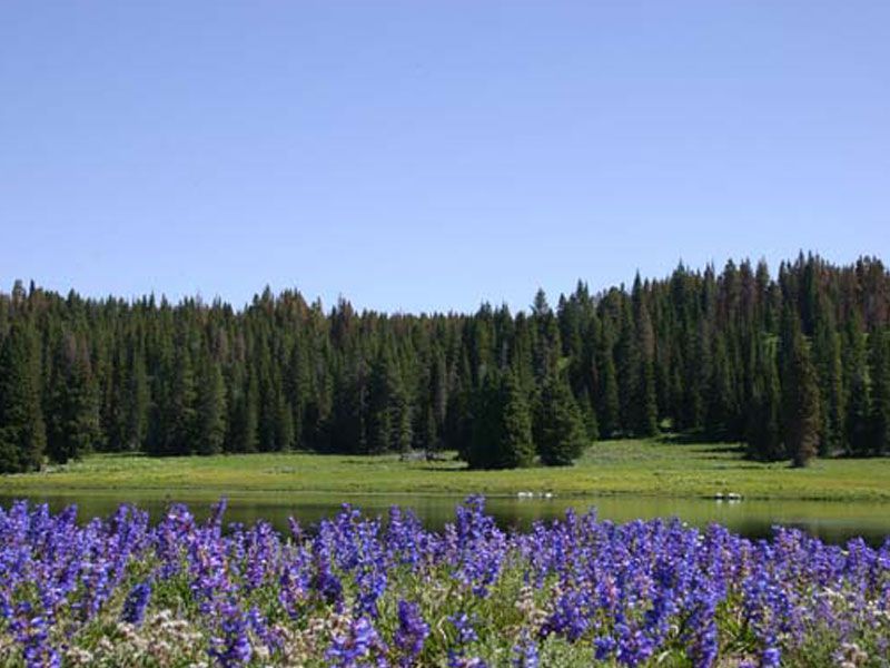 Purple wildflowers in a meadow with a dark evergreen forest under a clear blue sky, Yellowstone National Park, Wyoming