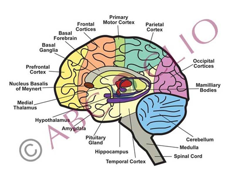 Medical illustrations by Ryan Conway