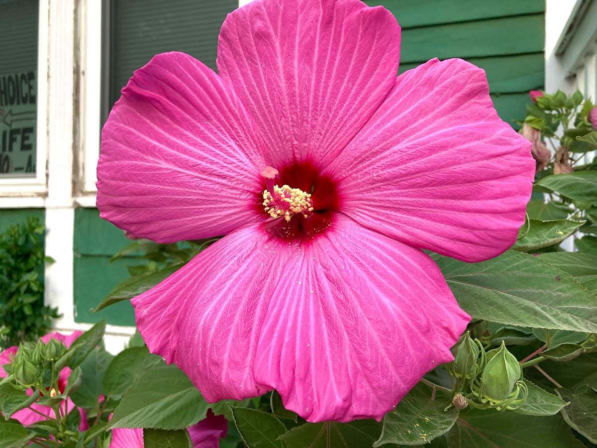 Bright pink hibiscus flower blooming against green leaves and a house exterior