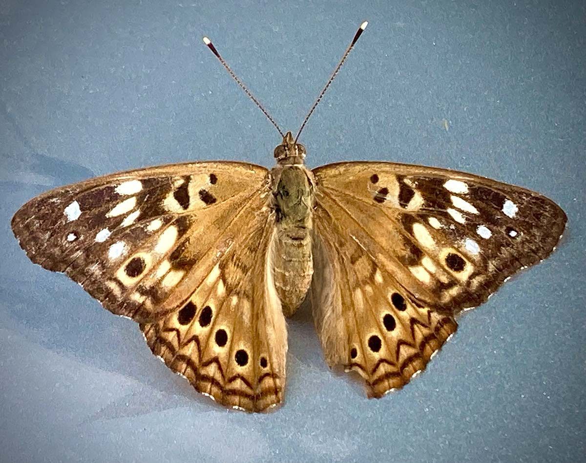 Brown butterfly with white spots and dark wing tips spread on a blue background