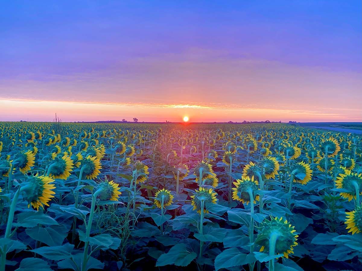 Sunflowers turning towards the rising sun on the eastern horizon, Minneapolis, Kansas, sunrise
