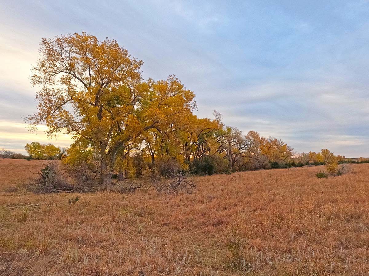Autumn trees beside a dry grassy field under a cloudy sky, Coronado Heights, Kansas