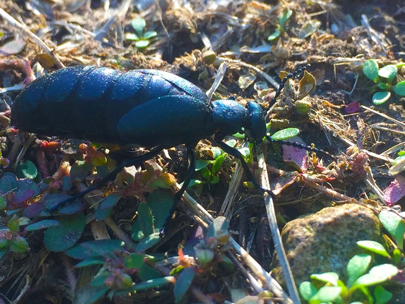 A black beetle crawling on soil and twigs among small green plants.