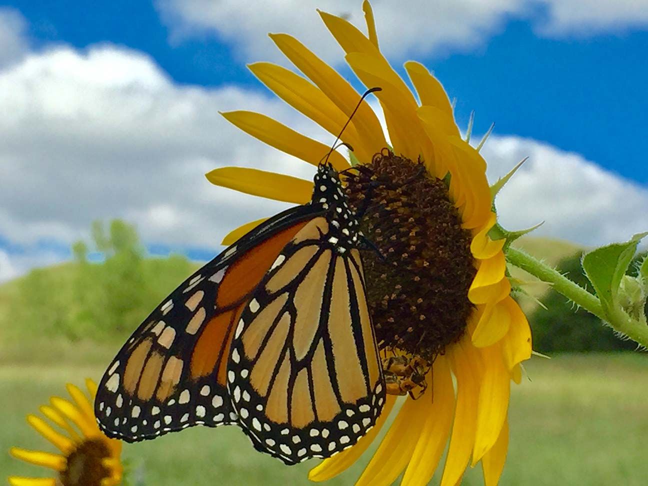 Monarch butterfly on a yellow sunflower against a blue sky