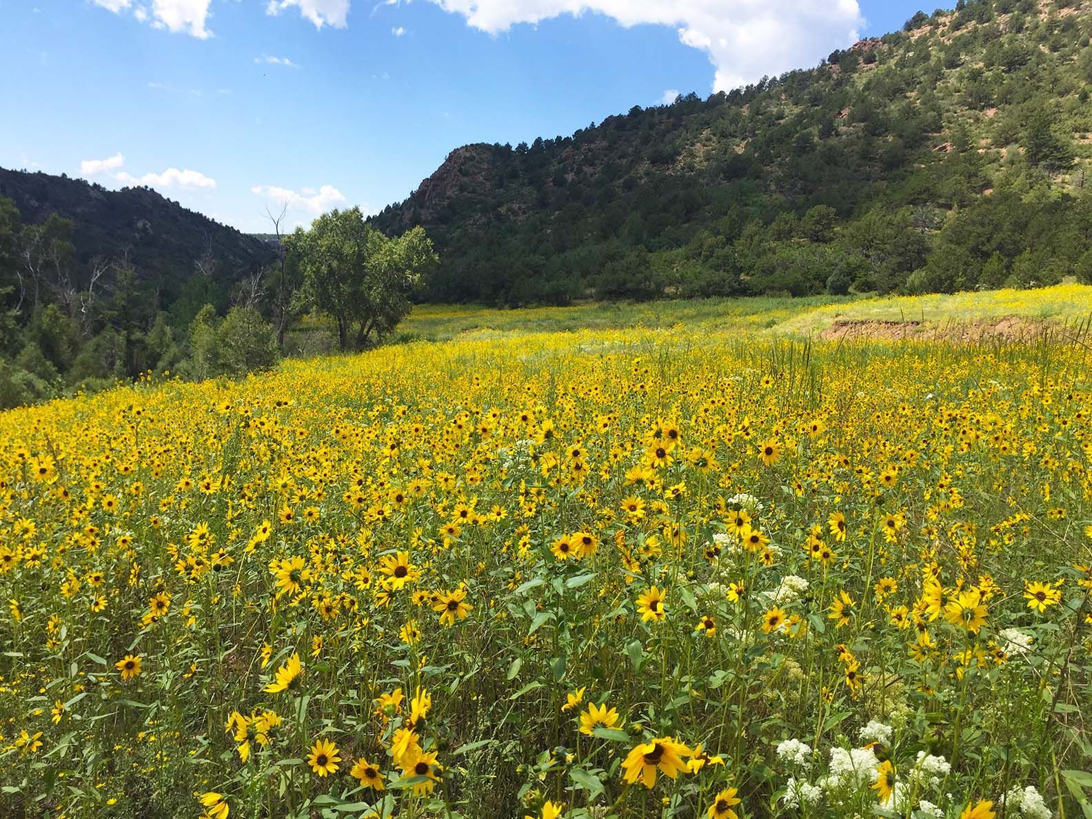 Yellow wildflowers in a meadow with green hills and a blue sky in the background