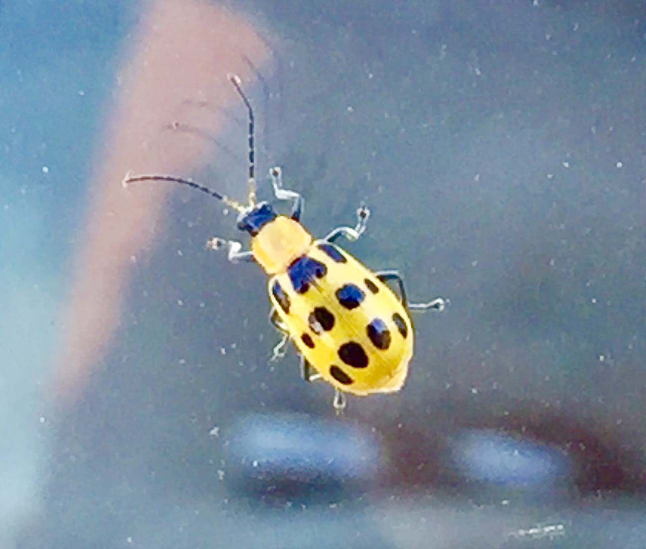 Yellow spotted beetle on glass, seen close-up against a blurred blue background.