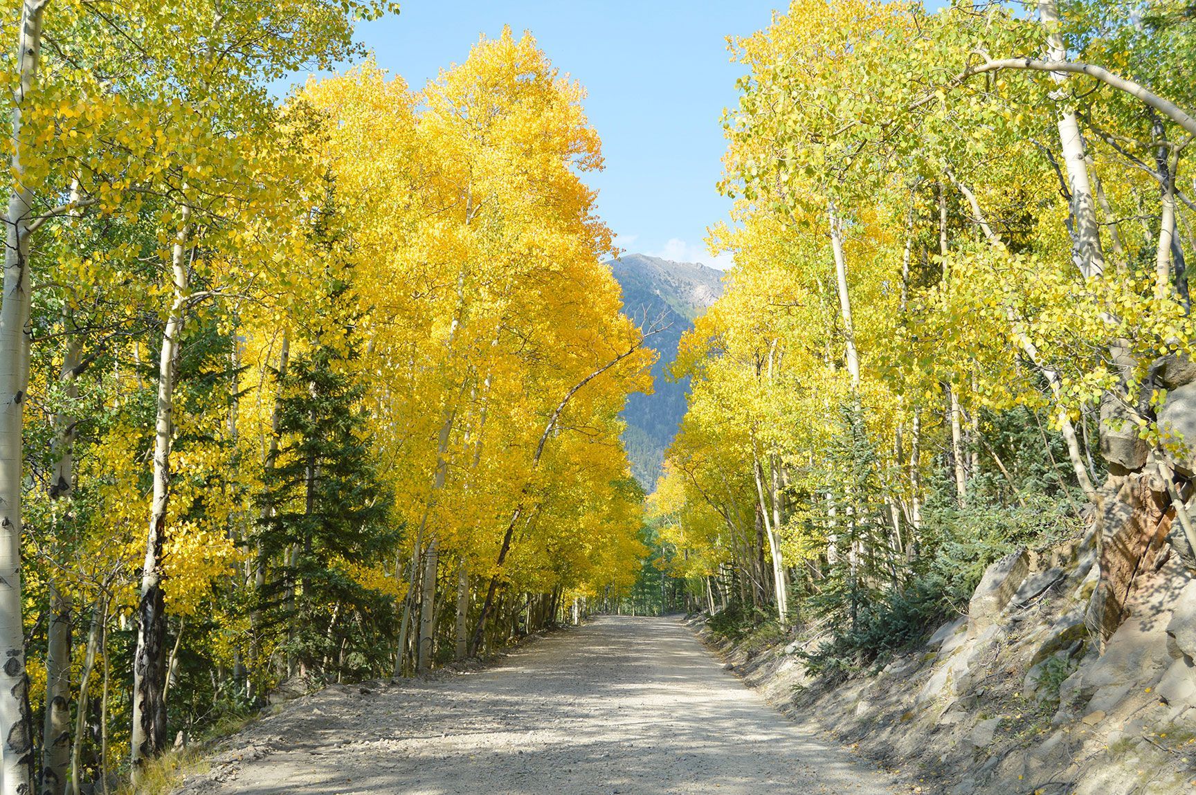 Changing aspen leaves, near St. Elmo, Colorado