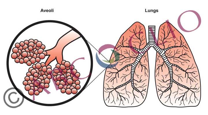 Diagram of alveoli and lungs with highlighted magnified air sacs in pink and red.