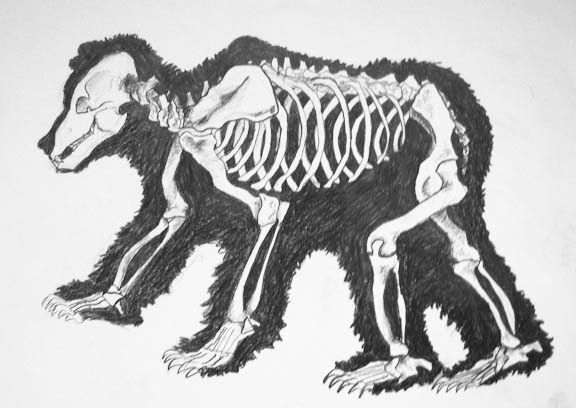 Black-and-white sketch of a skeletal dog-like animal walking, showing ribs and bones