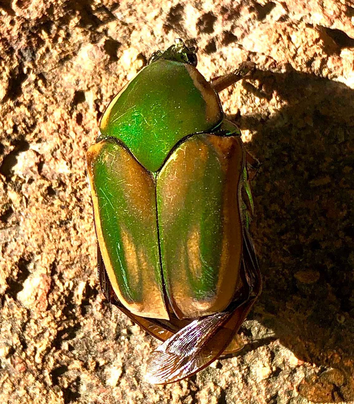 Green beetle on rough soil, with shiny metallic wings and brown wing tips.