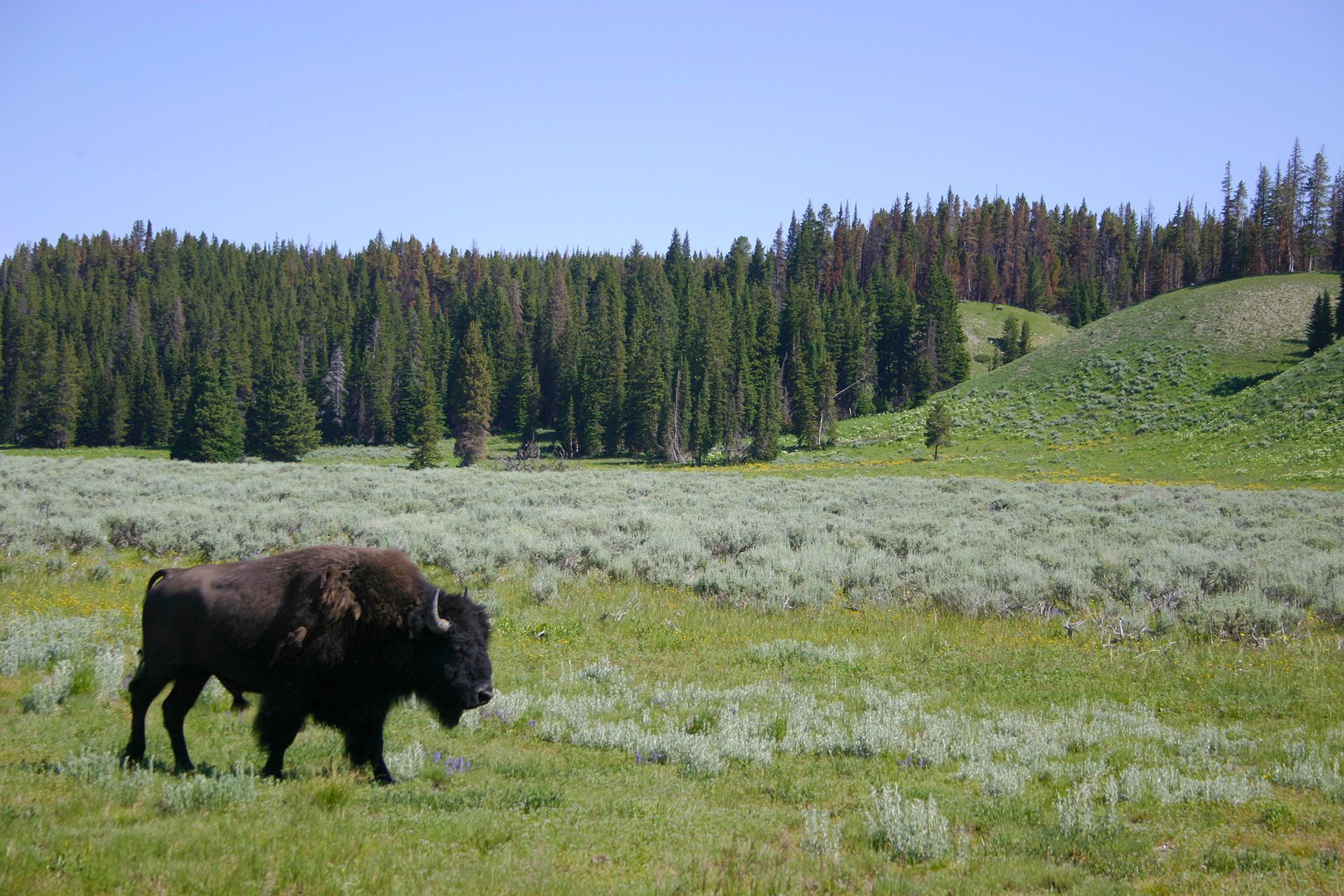 Bison grazing in a green meadow with pine forest and hills in the background, Yellowstone National Park, Wyoming