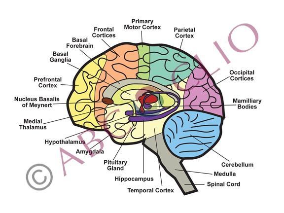 Labeled side-view diagram of the human brain with color-coded regions and major structures identified