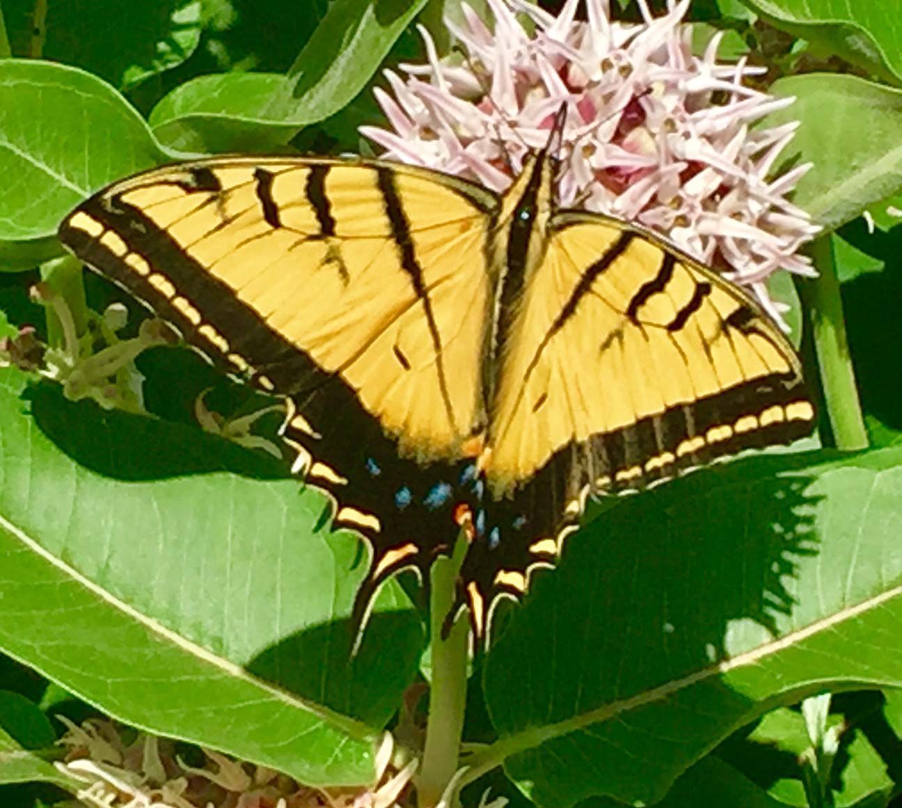 Yellow and black butterfly resting on green leaves near a pale pink flower
