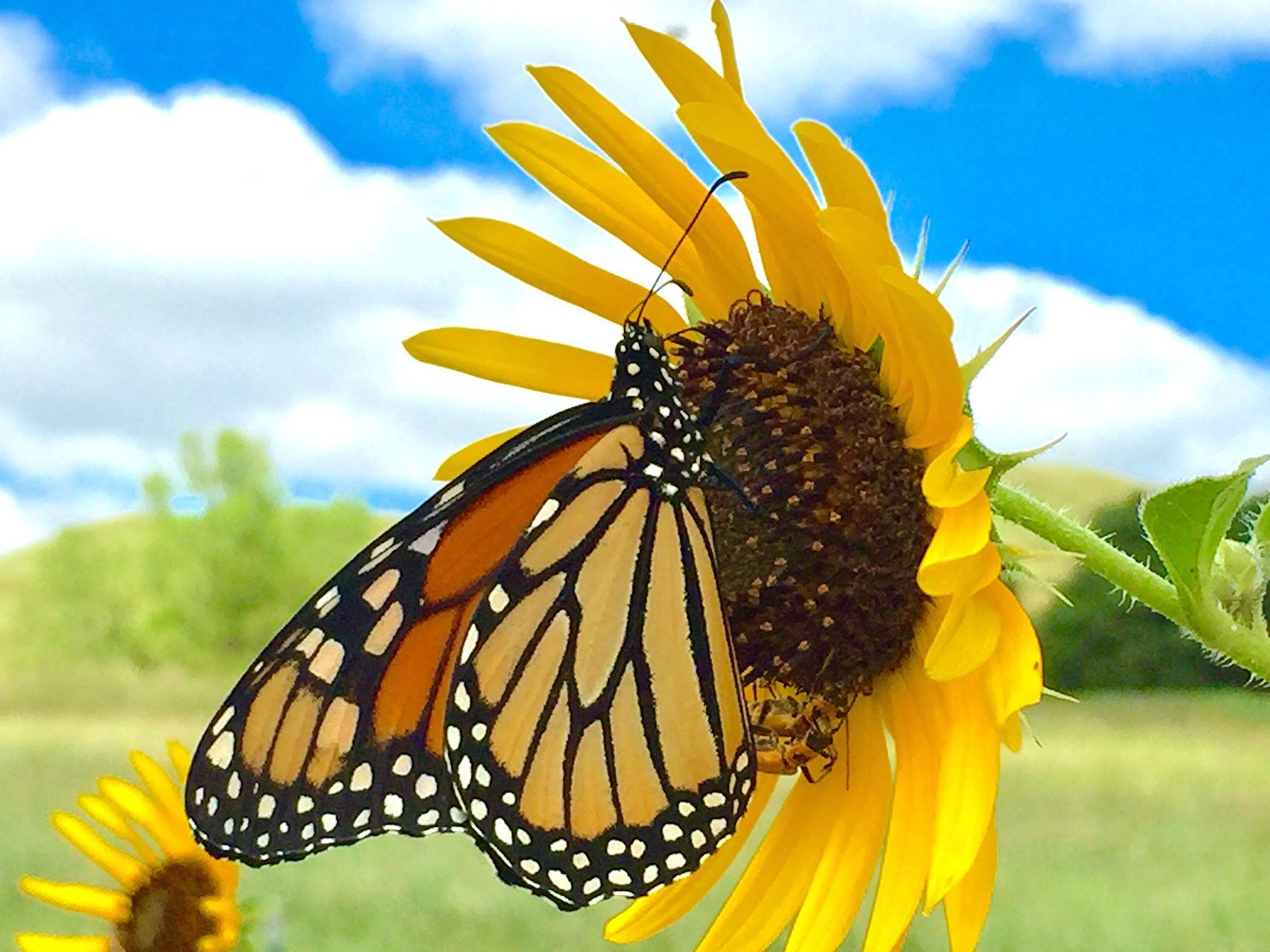 Monarch butterfly on a yellow sunflower against a blue sky and green field