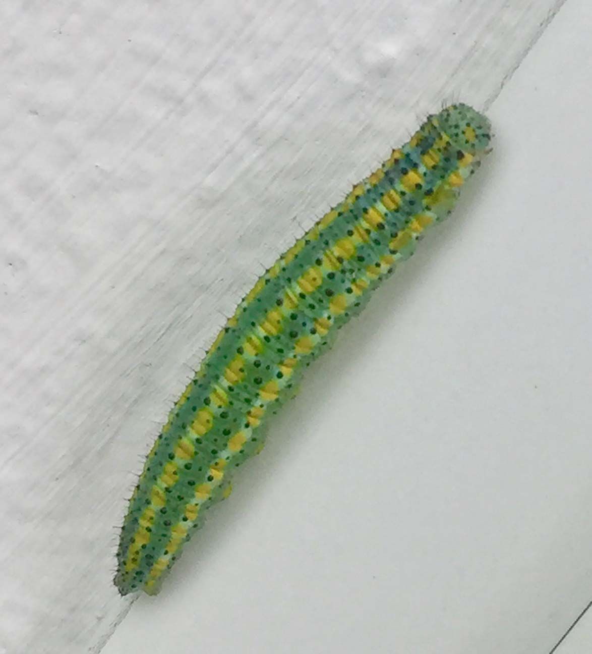 Green caterpillar with yellow spots crawling on a light gray surface