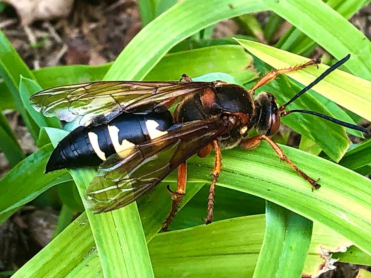 A black and orange wasp on bright green leaves, close-up outdoors.