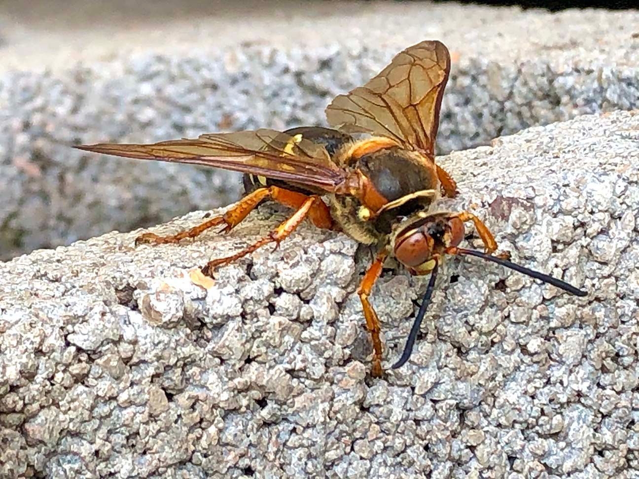 Orange-brown wasp on a rough concrete surface, wings raised and antennae forward