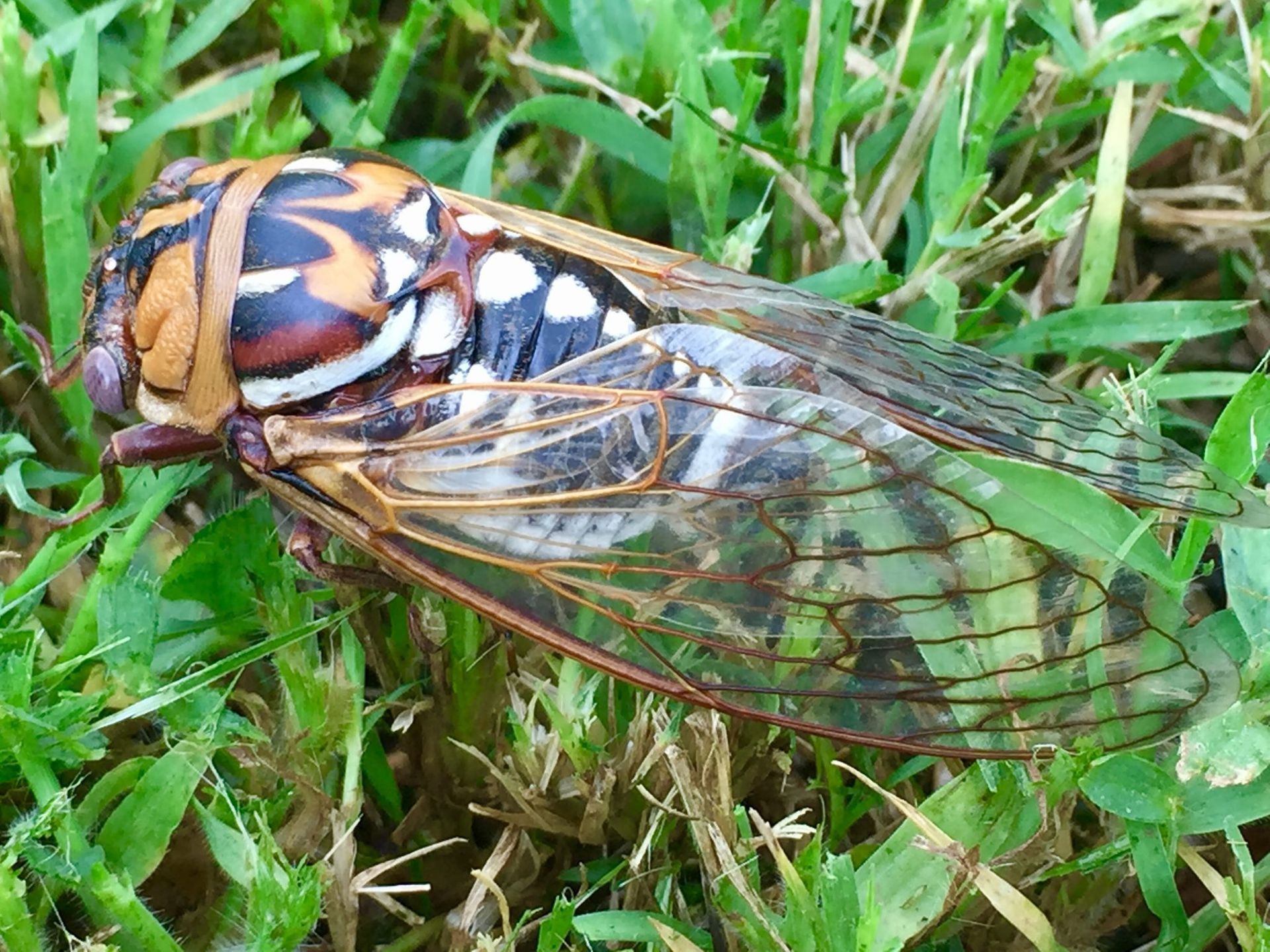 Close-up of a cicada with orange and black markings resting on green grass