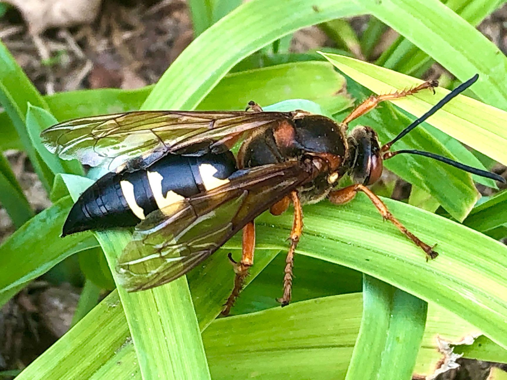 Black-and-yellow wasp on bright green leaves, close-up side view