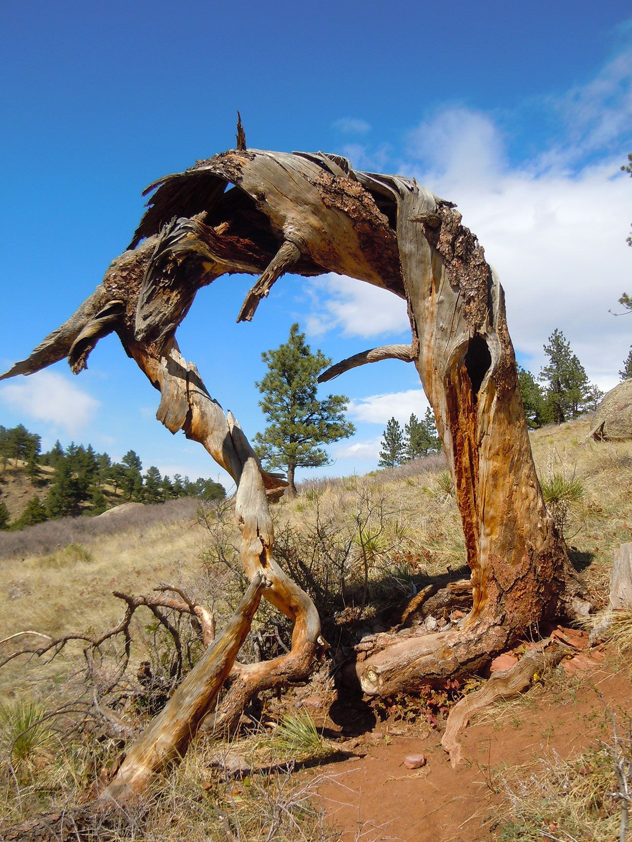 Twisted, weathered tree trunk arching over a rocky hillside under a blue sky, Boulder, Colorado