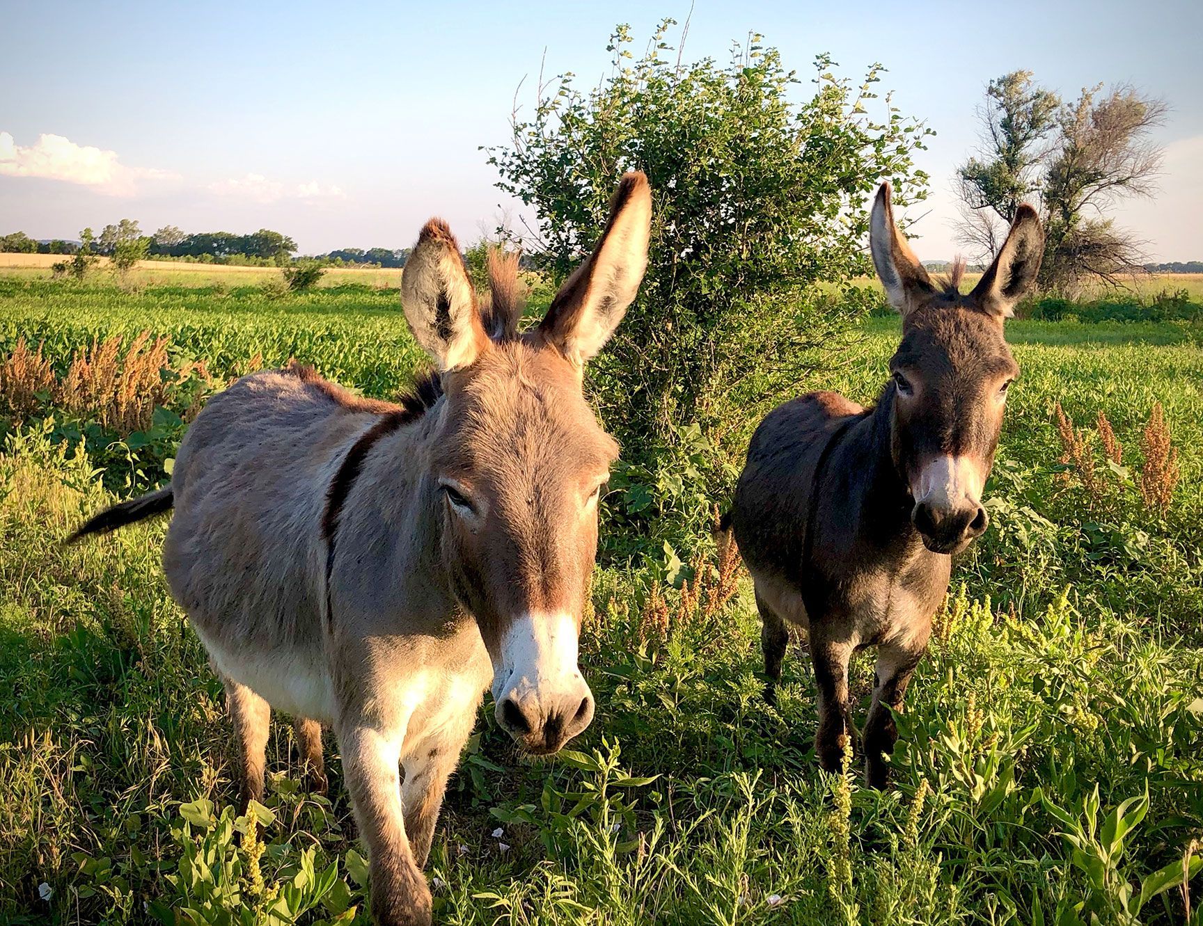 Two donkeys standing in a green field with trees in the background.