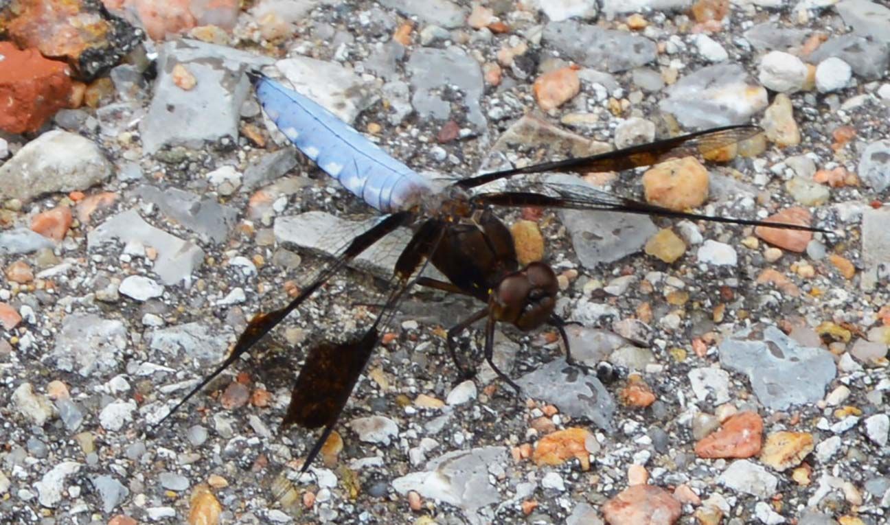 Dragonfly resting on gravel, with blue and black wings spread open.