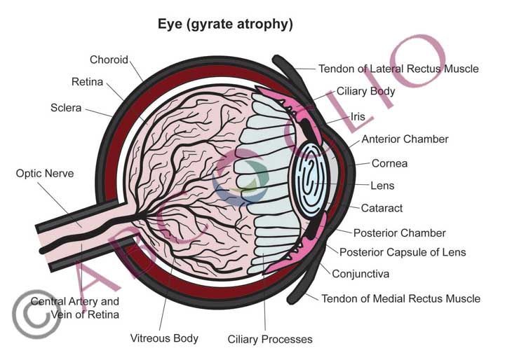 Diagram of a cutaway eye labeled with parts, showing eye anatomy and optic nerve