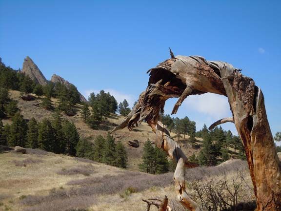 Dry, twisted tree arch in a grassy hillside landscape under a clear blue sky.