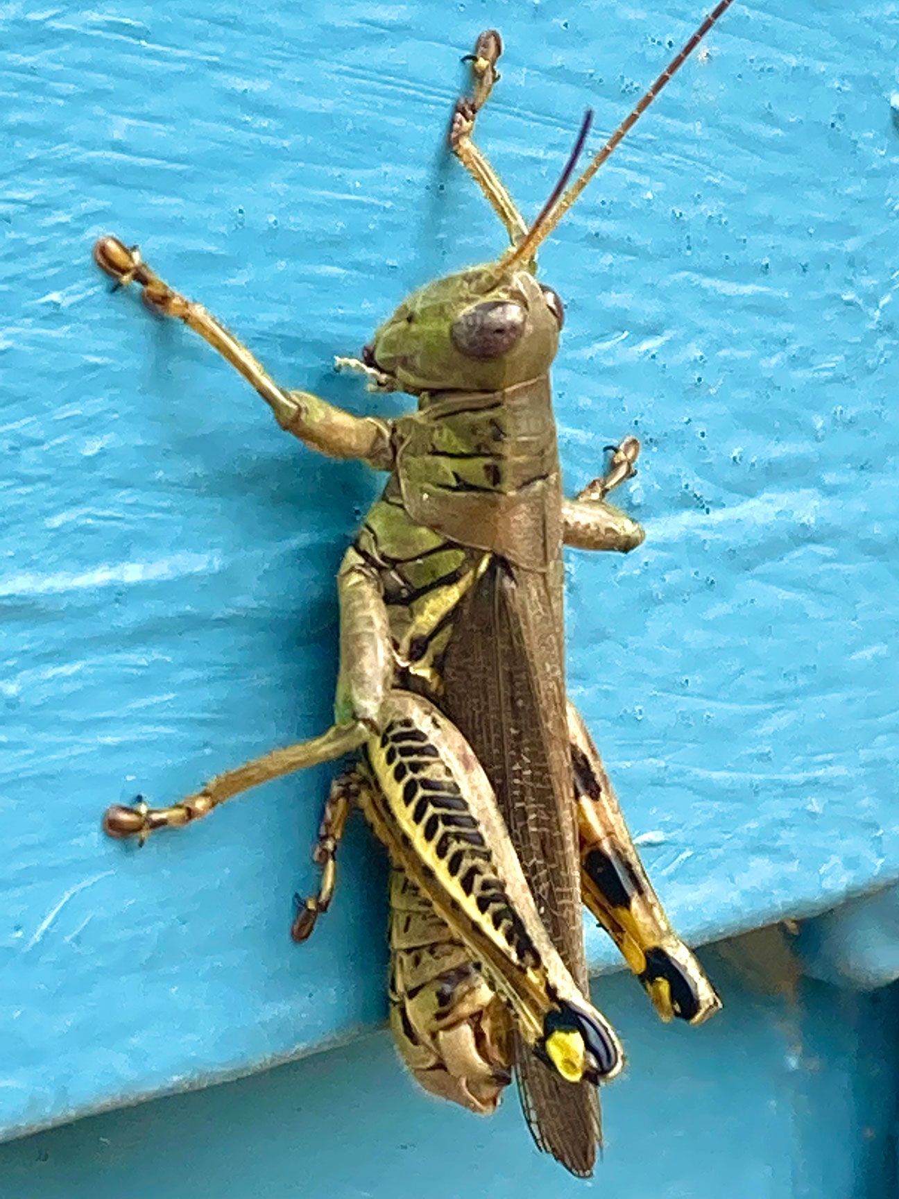 Brown grasshopper on a bright blue surface, shown in close-up with wings visible.