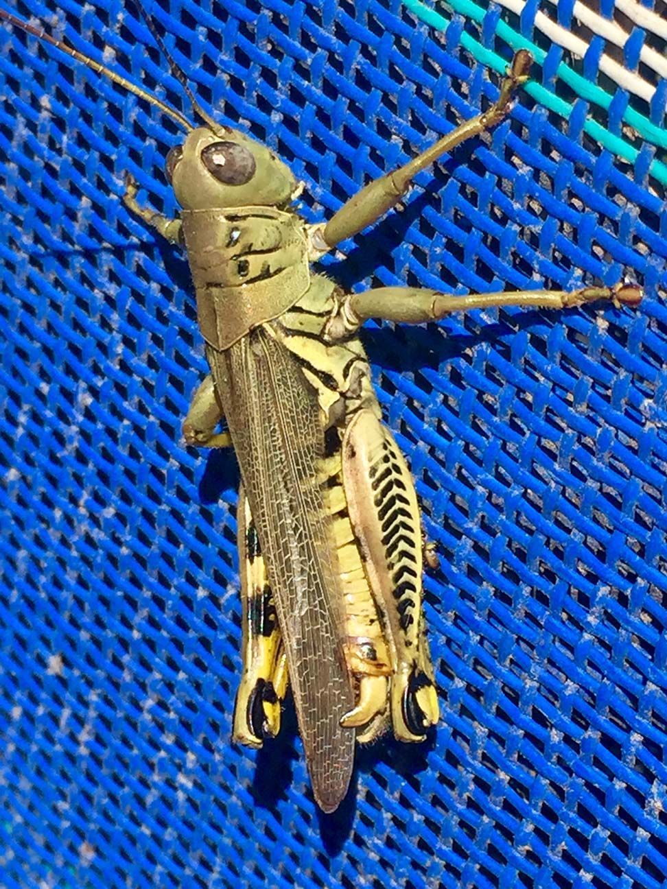 Green grasshopper on a blue mesh surface