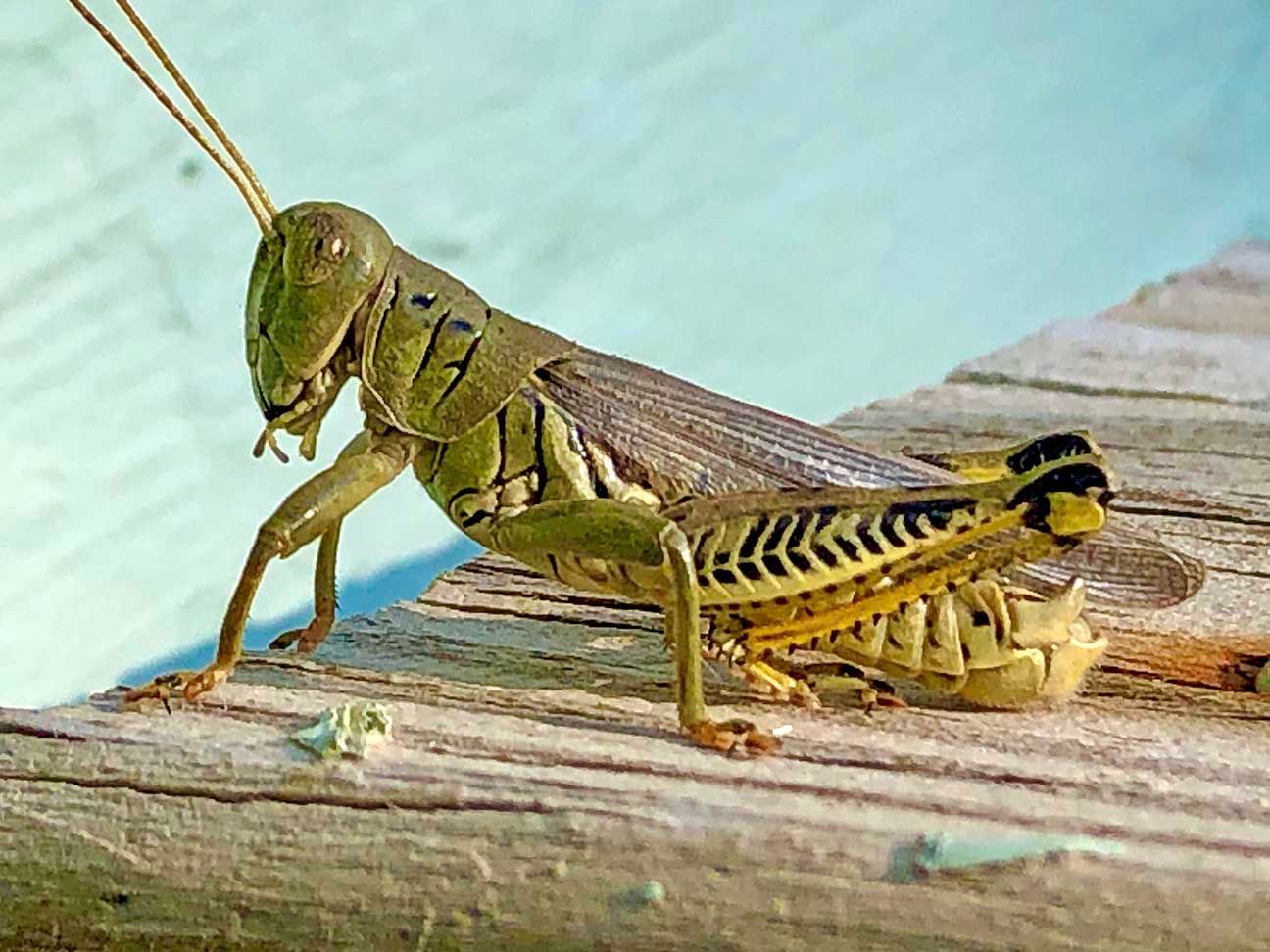 Green grasshopper on weathered wood, side view against a blue background.