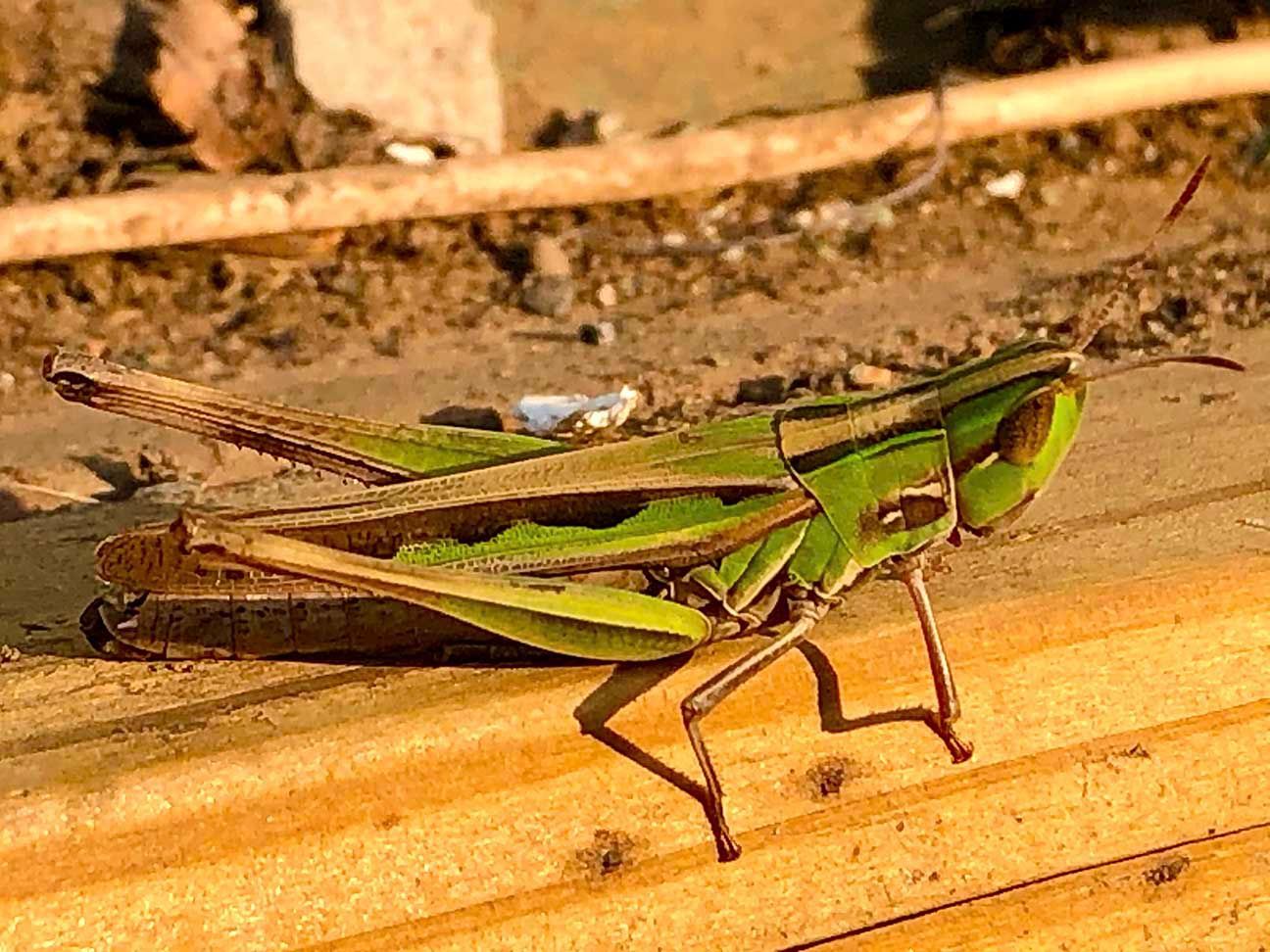 Green grasshopper on a wooden surface, shown in side view outdoors.