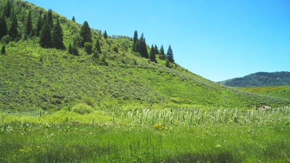 Green meadow with wildflowers and pine-covered hills under a clear blue sky
