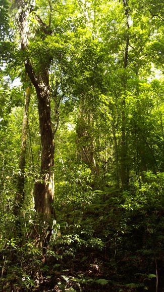Dense green forest with tall trees and thick undergrowth in daylight