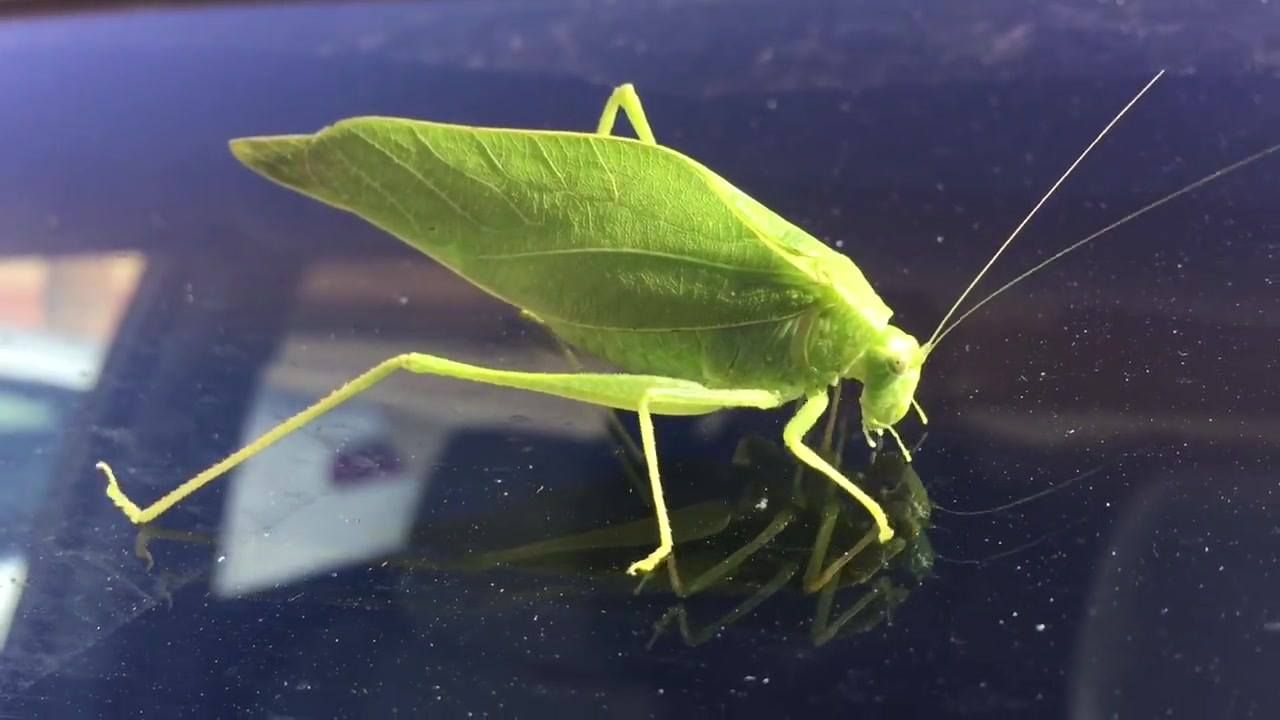 Green leaf-shaped katydid on a dark car window, with long antennae and legs visible.