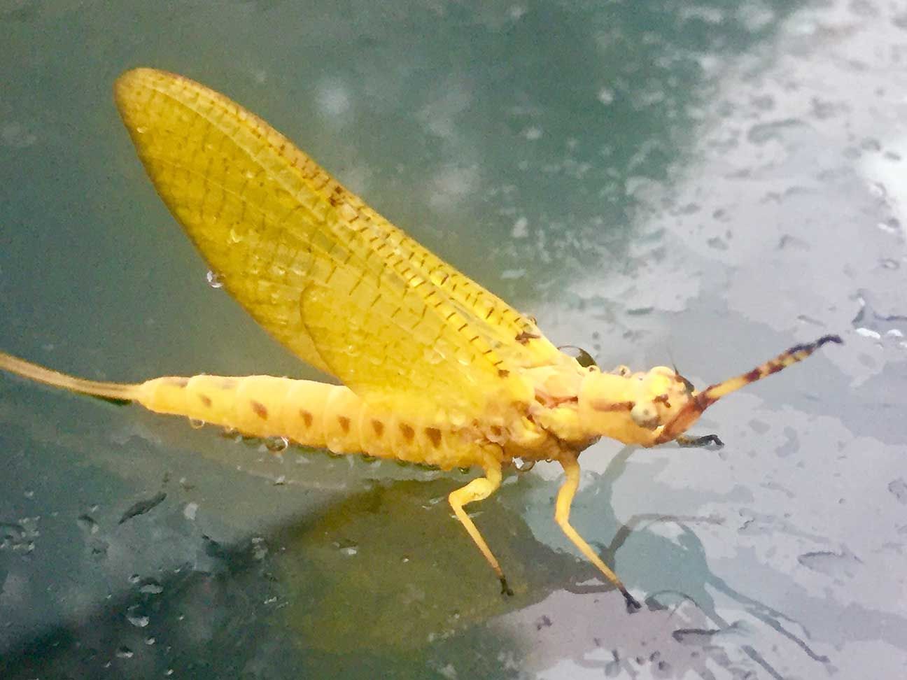 Yellow mayfly with translucent wings resting on wet surface