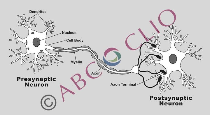 Diagram of a presynaptic neuron sending a signal to a postsynaptic neuron across a synapse.