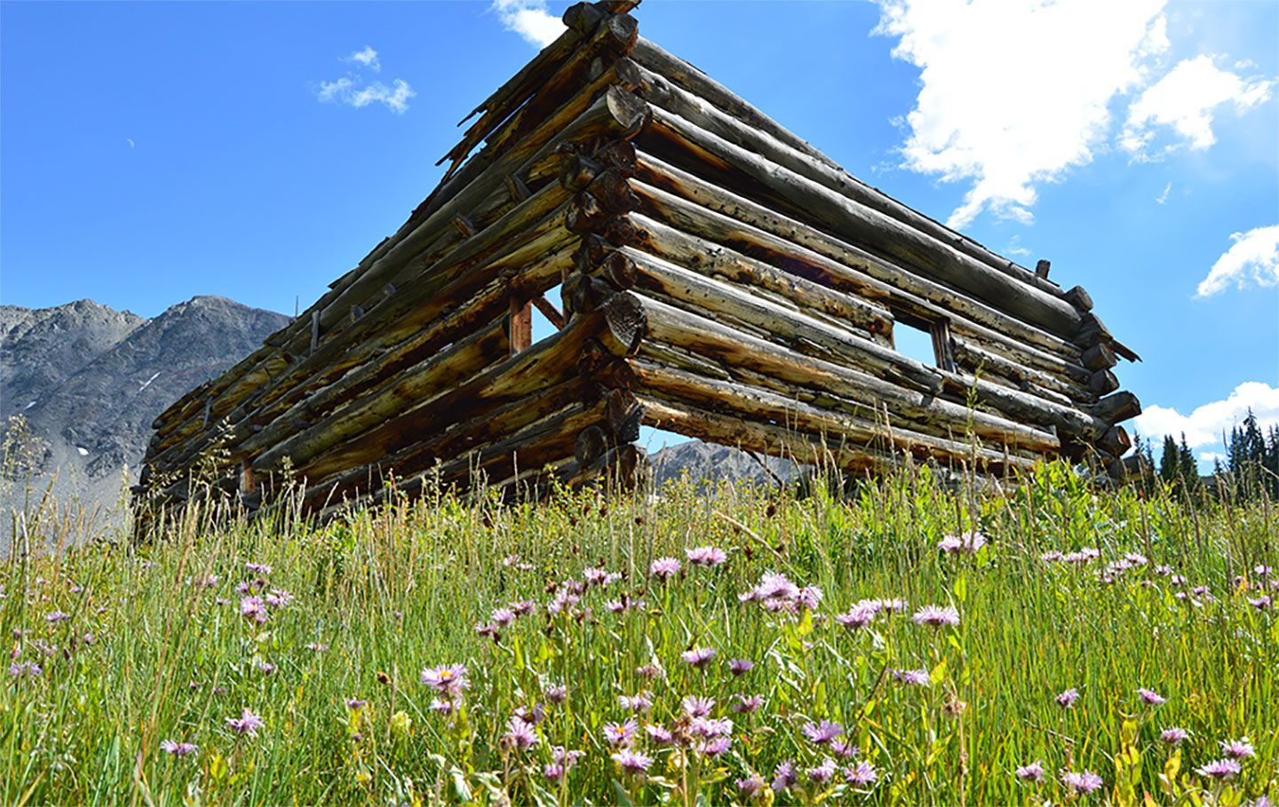 Weathered wooden cabin in a wildflower meadow with mountains and blue sky in the background, Mayflower Gulch, Colorado