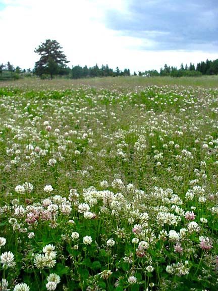 White wildflowers blooming in a green meadow under a cloudy sky