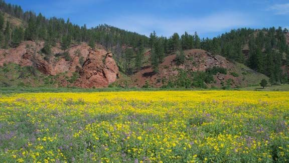 Wildflower meadow with yellow blooms beneath red rocky cliffs and pine trees under a blue sky