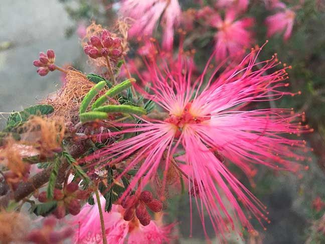 Pink powder puff flower with long silky stamens and green leaves on a branch