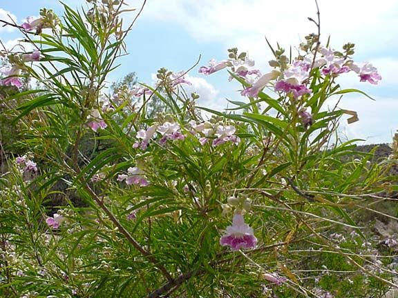 Pink flowers blooming among green shrubs under a cloudy sky