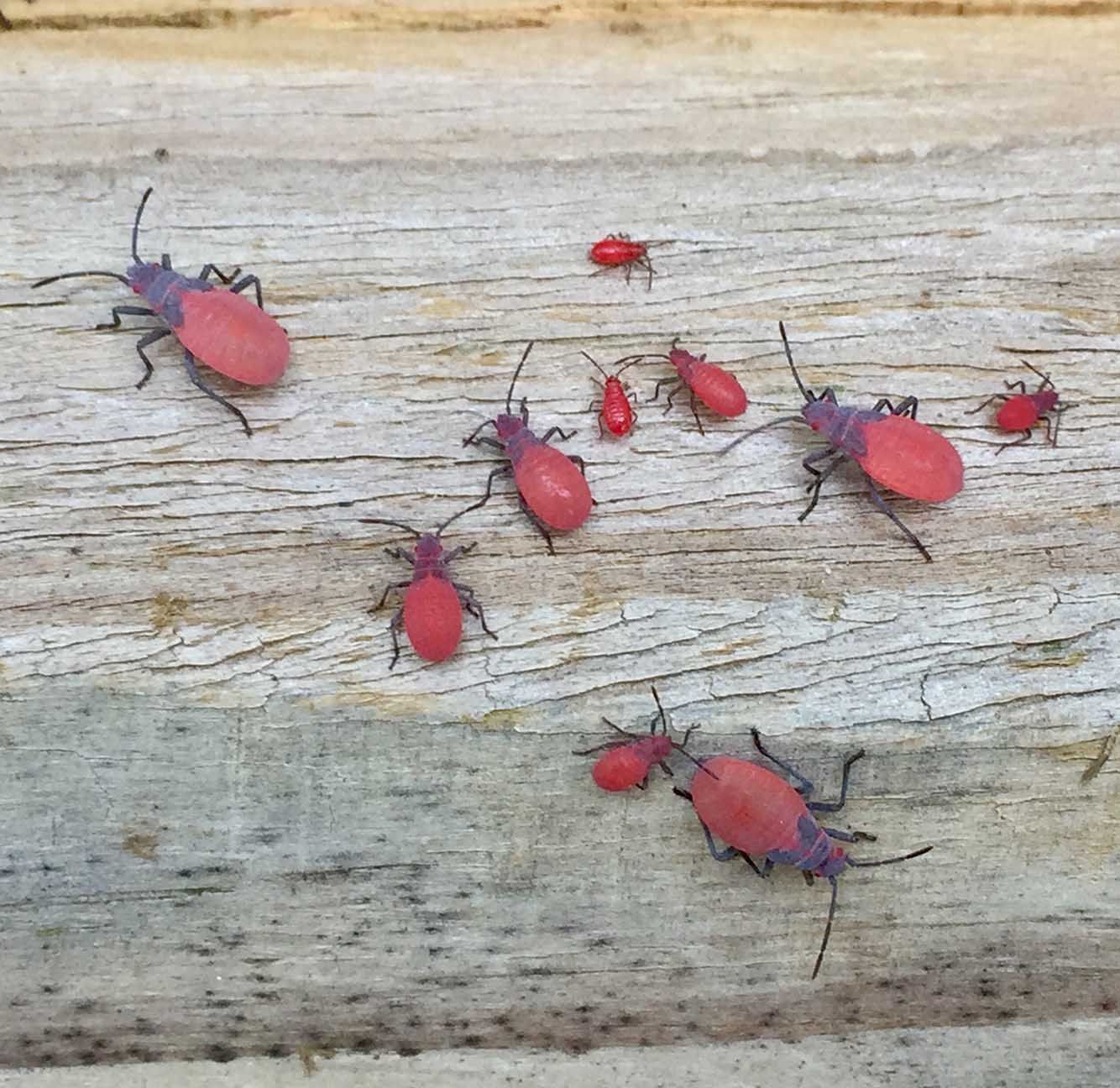 Several red beetles on weathered wood, with one larger beetle and smaller ones nearby