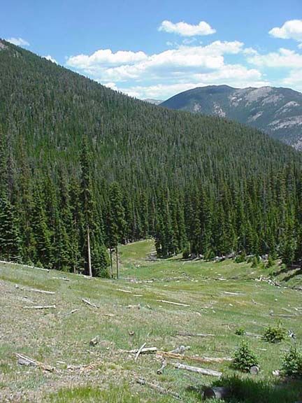 Mountain valley with dense pine forest, grassy slope, and distant rocky peaks under a blue sky