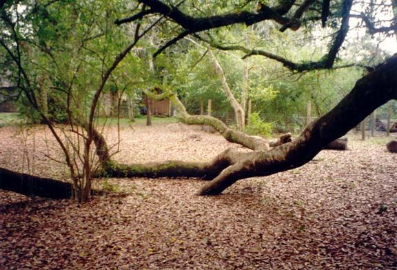 Wooded park clearing with a large fallen tree branch across leaf-covered ground